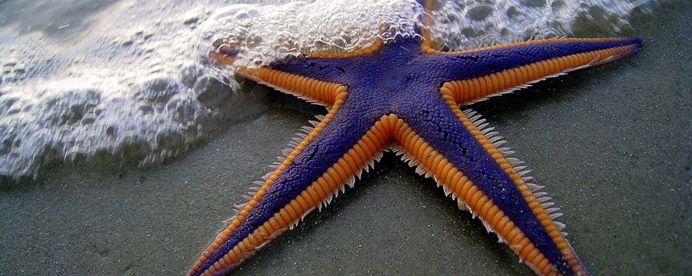 Purple and Orange Starfish on the Beach